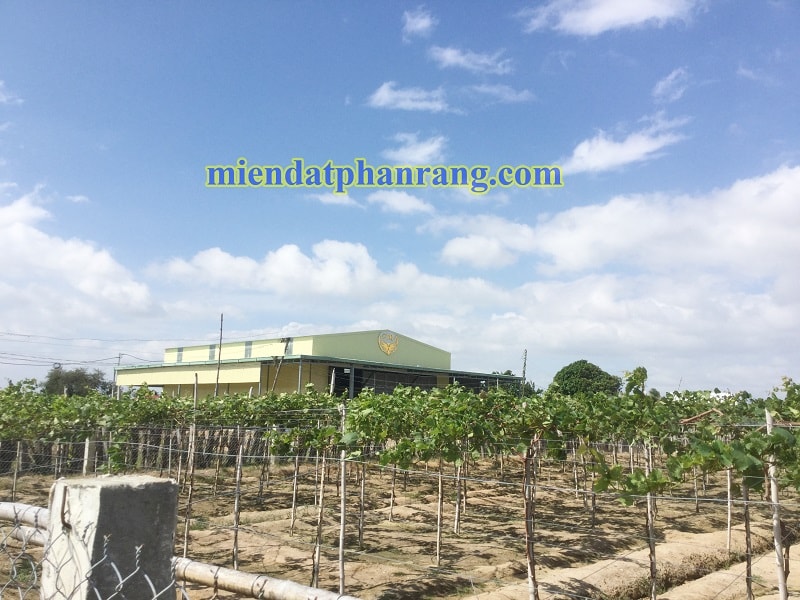 xưởng sấy nho khô cánh trắng